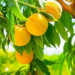 Africa Harvest Exporters - Exporting Peaches