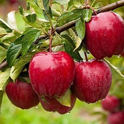 Africa Harvest Exporters - Exporting Apples