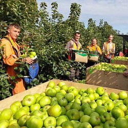 Africa Harvest Exporters - Picking apples