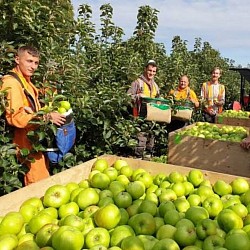 Africa Harvest Exporters - Picking apples