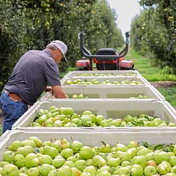 Africa Harvest Exporters - Picking strawberries