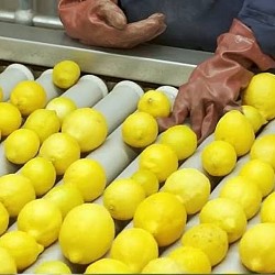 Africa Harvest Exporters - Exporting lemons