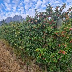 Africa Harvest Exporters - Exporting Plums