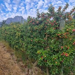 Africa Harvest Exporters - Exporting Plums