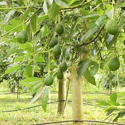 Africa Harvest Exporters - Exporting Avocados