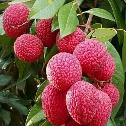 Africa Harvest Exporters - Exporting Stone Fruits