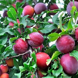 Africa Harvest Exporters - Exporting Stone Fruits