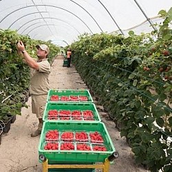 Africa Harvest Exporters
