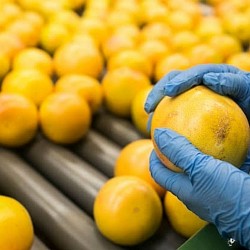 Africa Harvest Exporters - Exporting Citrus Fruits