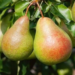Africa Harvest Exporters - Exporting Pears