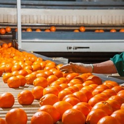 Africa Harvest Exporters - Exporting Oranges