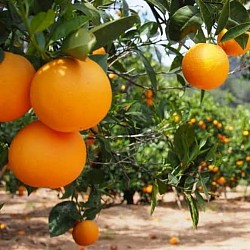 Africa Harvest Exporters - Exporting Oranges