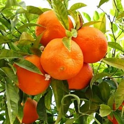 Africa Harvest Exporters - Exporting Tangerines