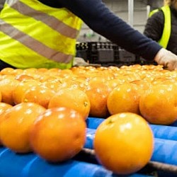 Africa Harvest Exporters