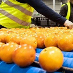 Africa Harvest Exporters
