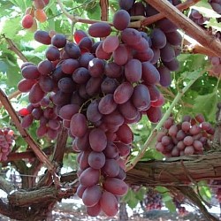 Africa Harvest Exporters - Exporting Table Grapes from South Africa