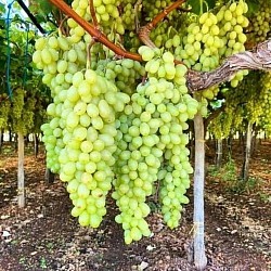 Africa Harvest Exporters - Exporting Table Grapes from South Africa