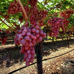 Africa Harvest Exporters - Exporting Table Grapes from South Africa