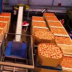 Africa Harvest Exporters - Exporting Oranges from South Africa