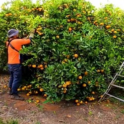 Africa Harvest Exporters - Exporting Oranges from South Africa