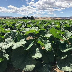 Africa Harvest Exporters - Exporting Squash from South Africa