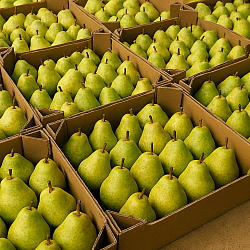 Africa Harvest Exporters - Exporting Pears