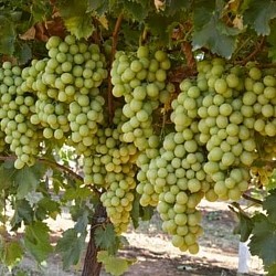 非洲收获出口商 - 出口鲜食葡萄