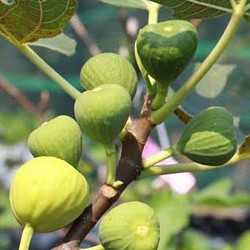 非洲丰收出口商 - 出口无花果