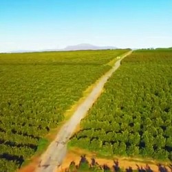 非洲丰收出口商 - 从南非出口橙子