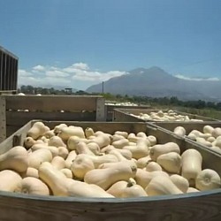 Africa Harvest Exporters - Exporting Squash